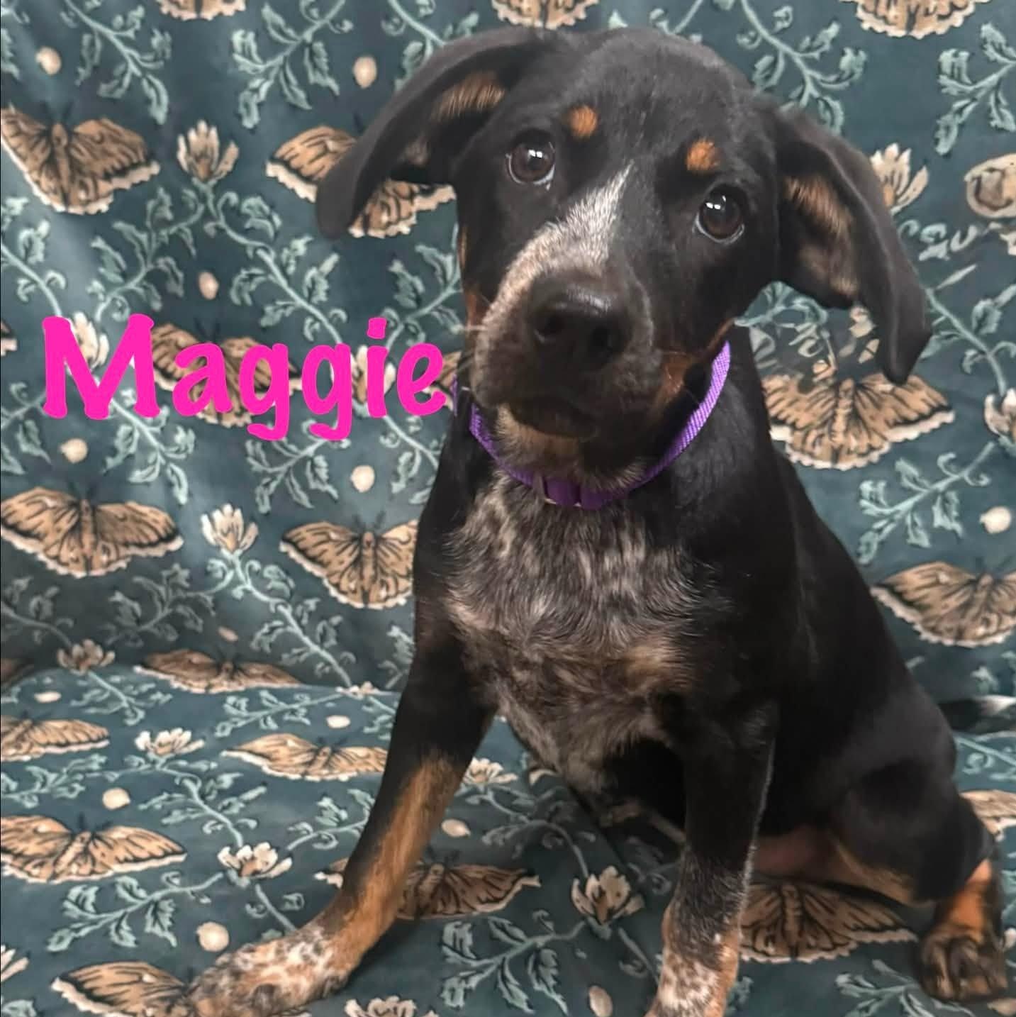 Enlarge Maggie, an adopted mixed breed in Albany, NY image 1/2