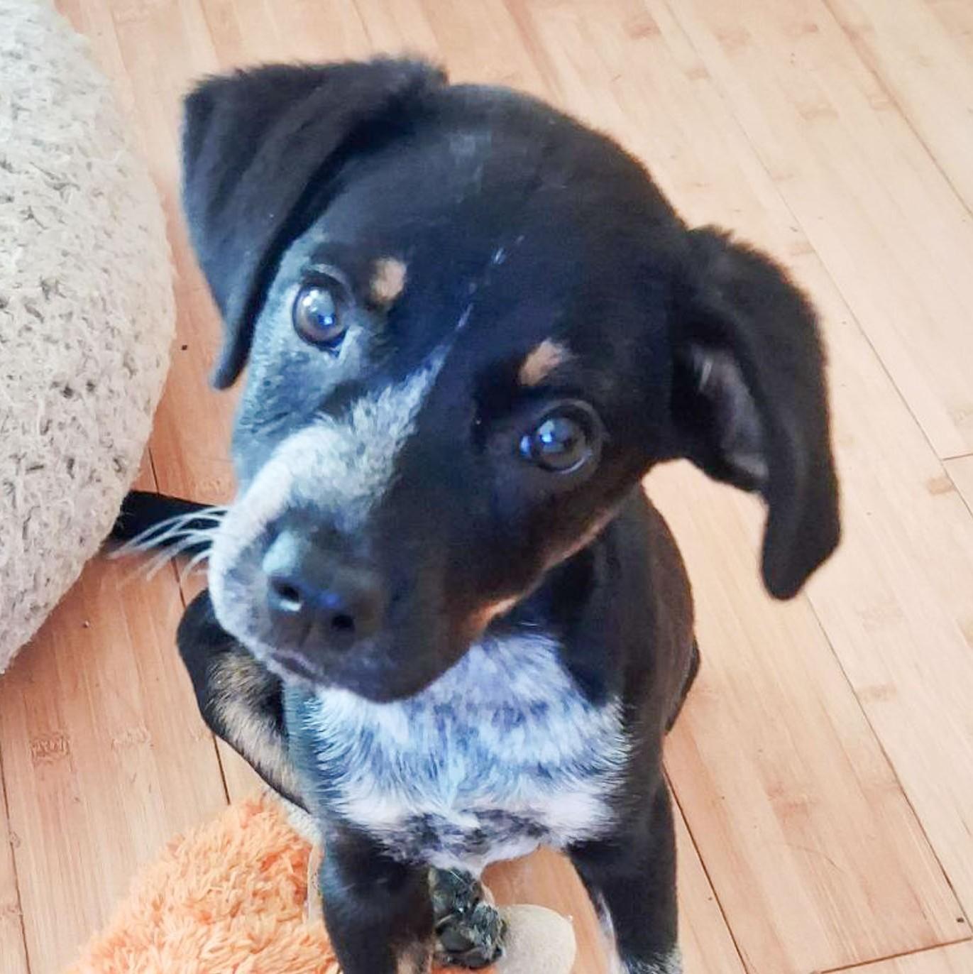 Enlarge Maggie, an adopted mixed breed in Albany, NY image 2/2