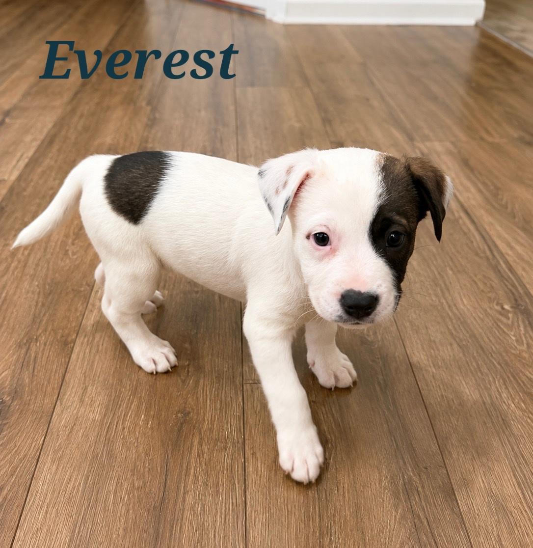 Enlarge Everest, a Adoptable mixed breed in Mount Pleasant, NC image 1/1