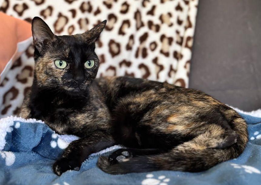 Juliett, Adoptable, Young Female Domestic Short Hair.