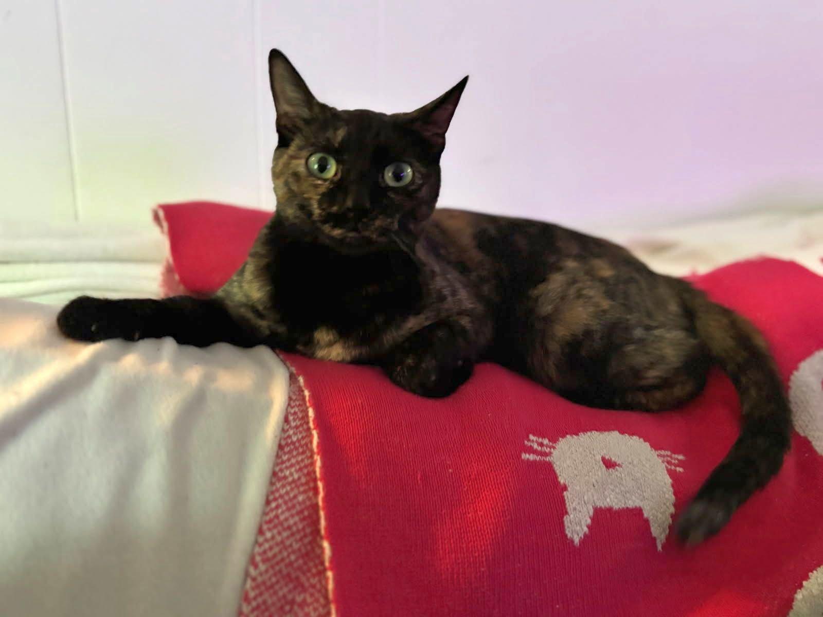 Enlarge Juliett, a Adoptable Domestic Short Hair in Seal Beach, CA image 2/3