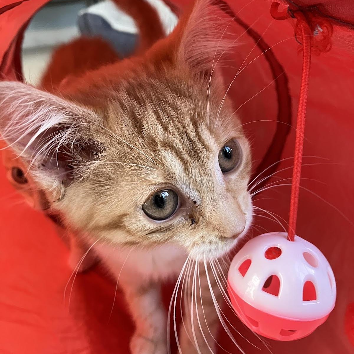 Emily (KM litter)