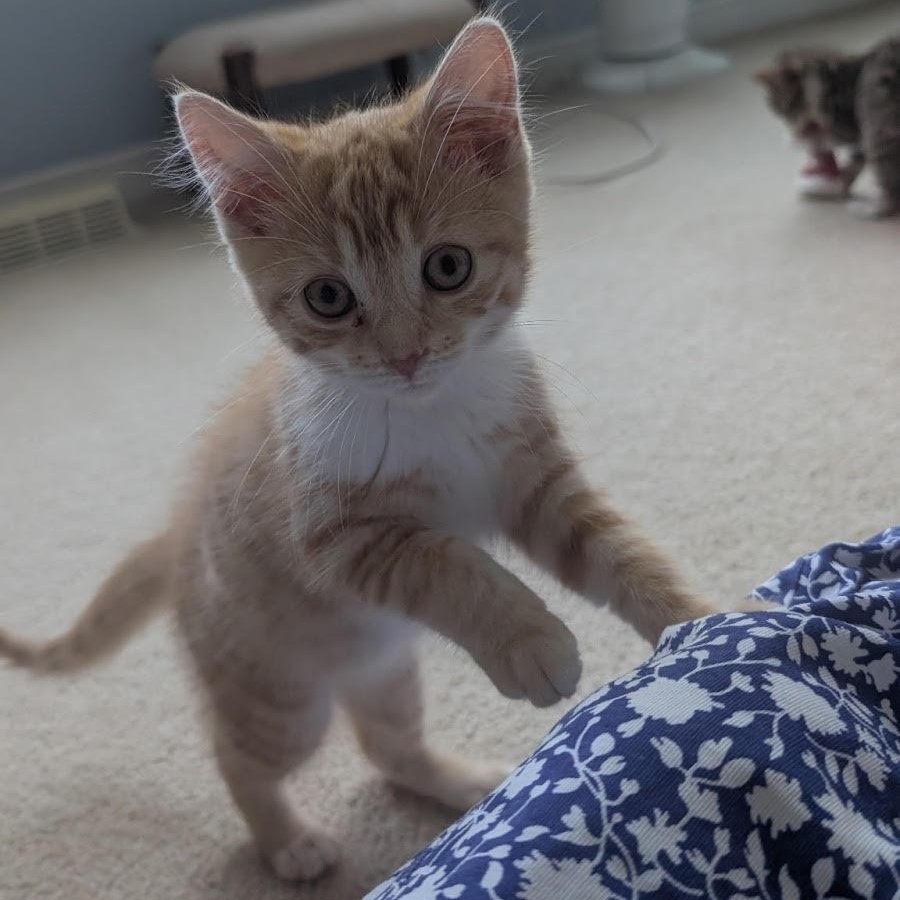 Emily (KM litter)