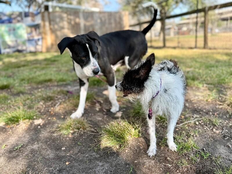 Maddie Angel Cakes — thumbnail 3