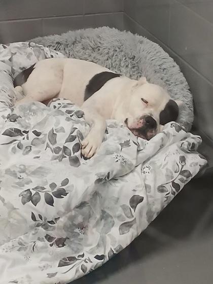 Enlarge Spud, a Adoptable Mixed Breed in Mishawaka, IN image 4/6