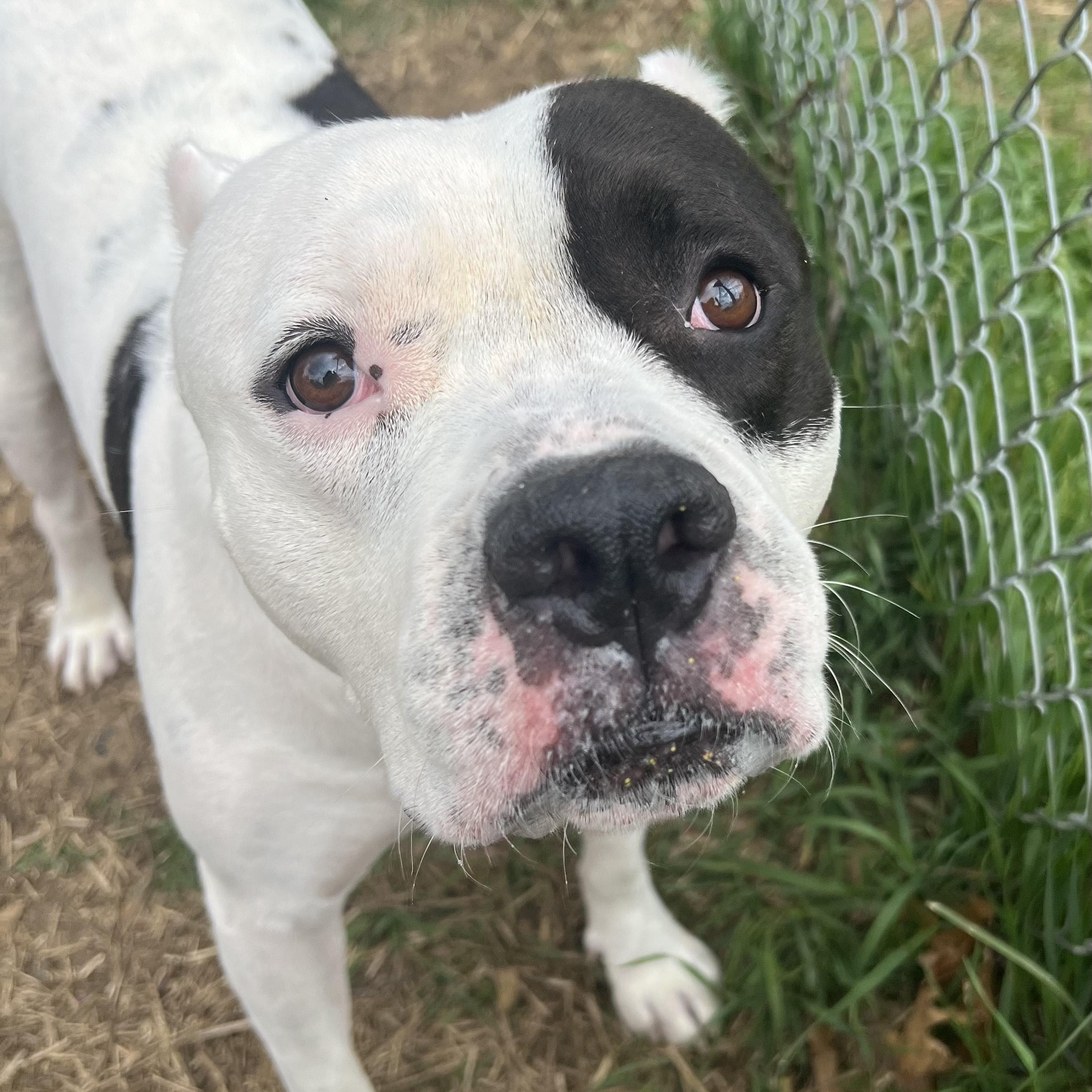 Enlarge Spud, a Adoptable Mixed Breed in Mishawaka, IN image 3/6