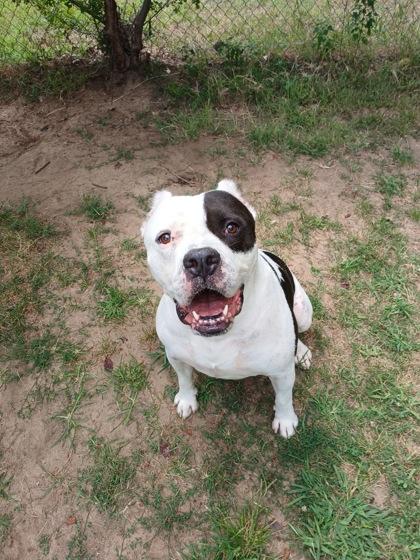 Spud, Adoptable, Adult Male Mixed Breed.