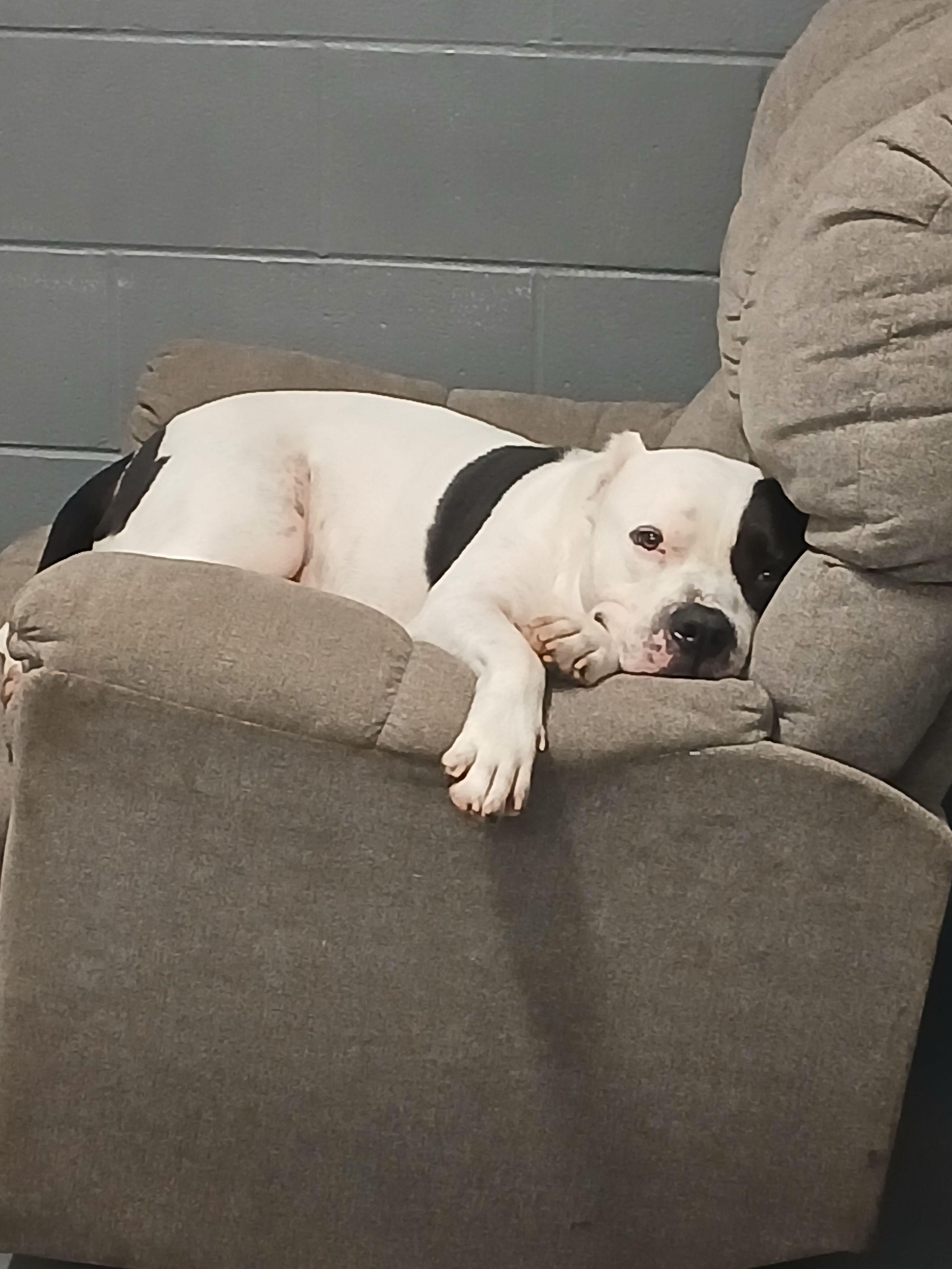 Enlarge Spud, a Adoptable Mixed Breed in Mishawaka, IN image 5/6