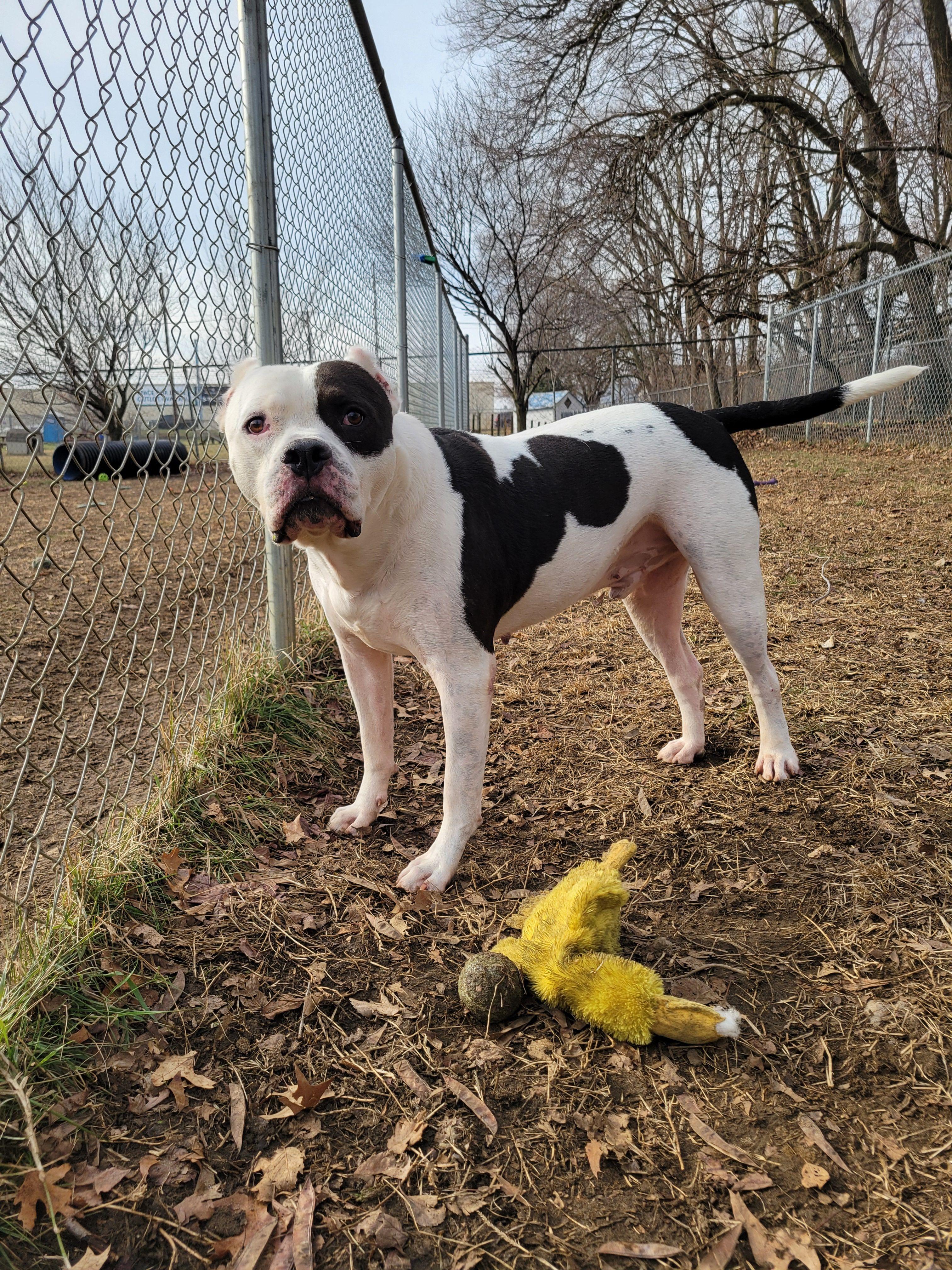 Enlarge Spud, a Adoptable Mixed Breed in Mishawaka, IN image 2/6