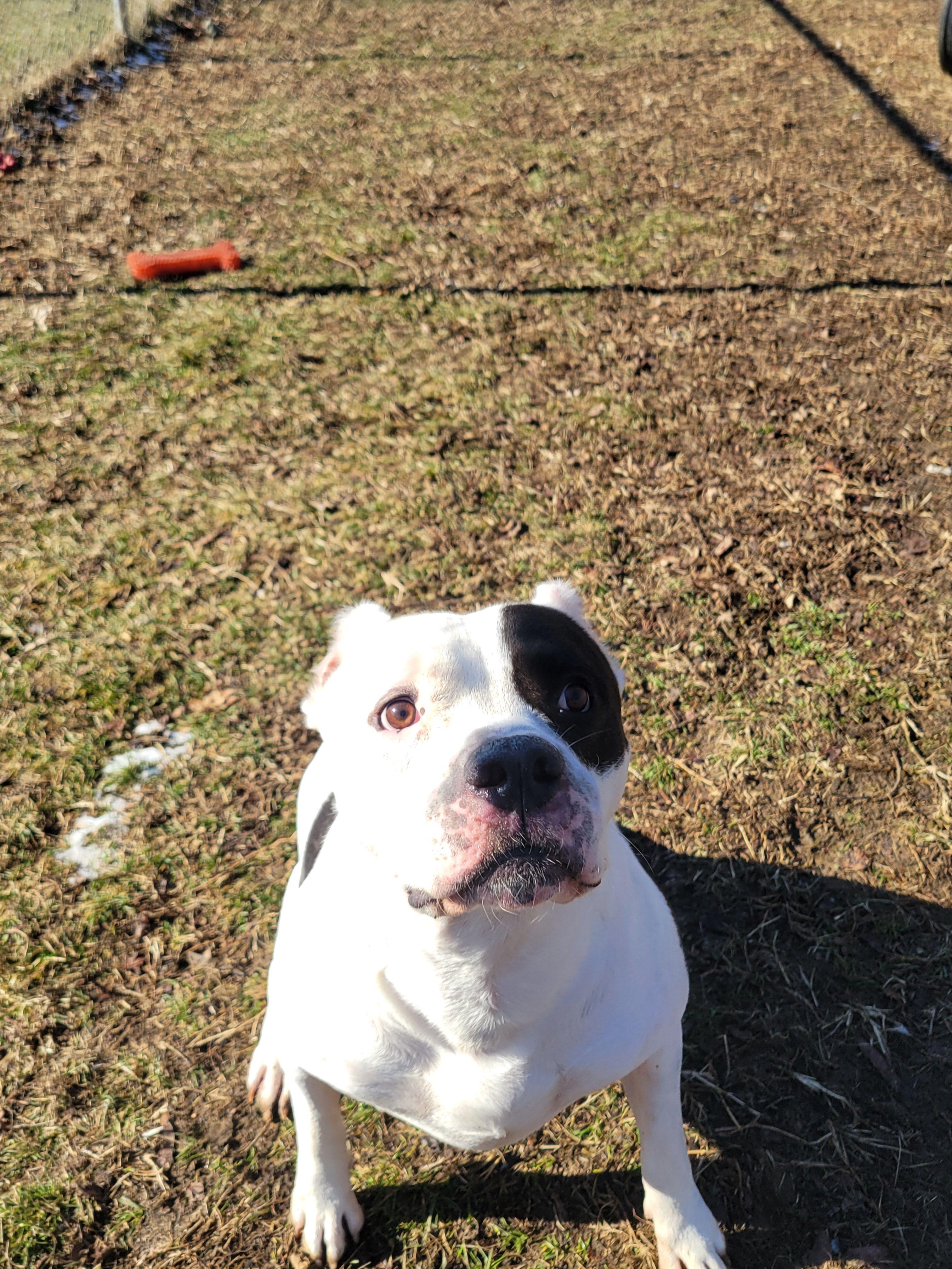 Enlarge Spud, a Adoptable Mixed Breed in Mishawaka, IN image 1/6