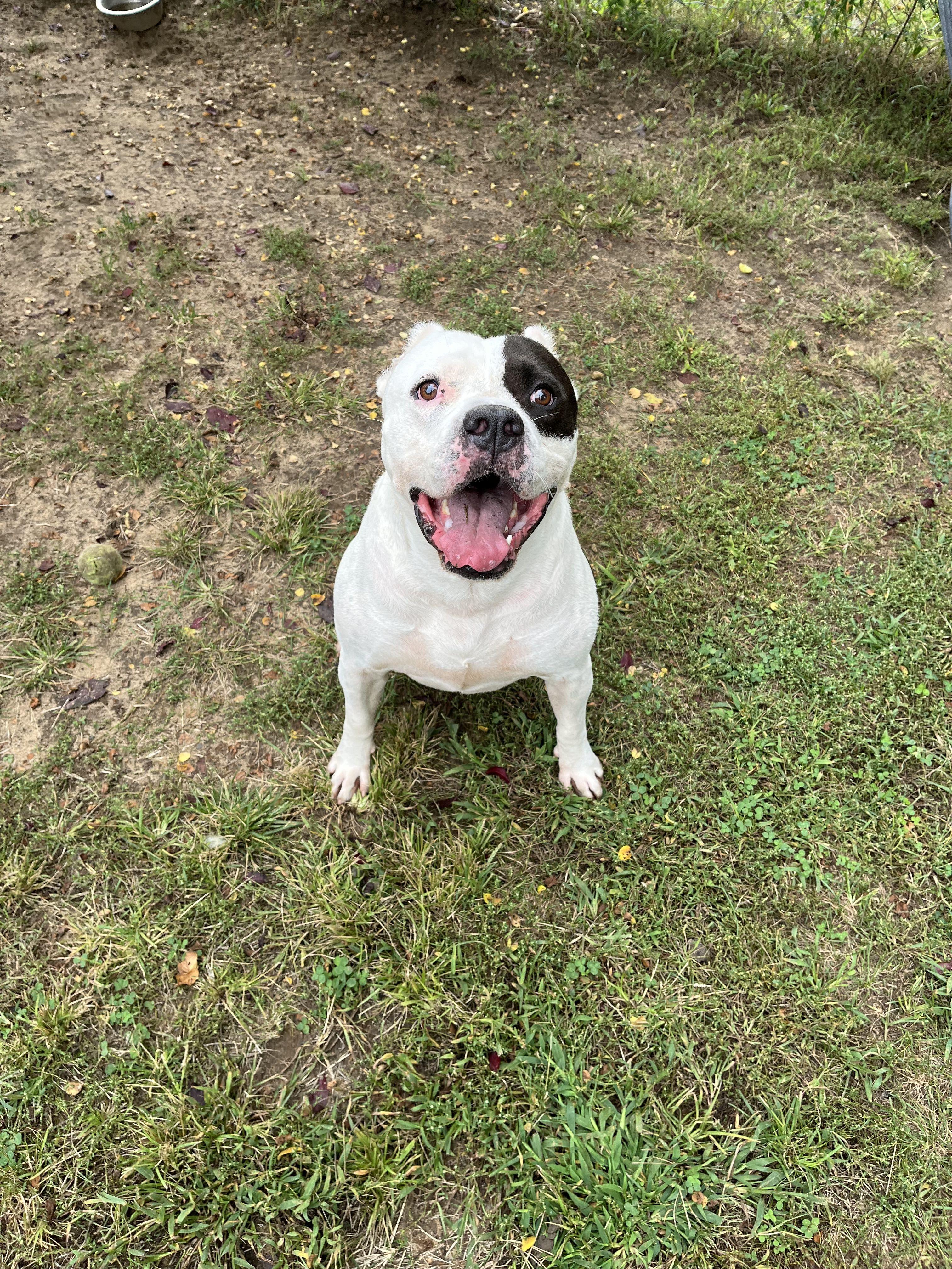 Enlarge Spud, a Adoptable Mixed Breed in Mishawaka, IN image 2/6