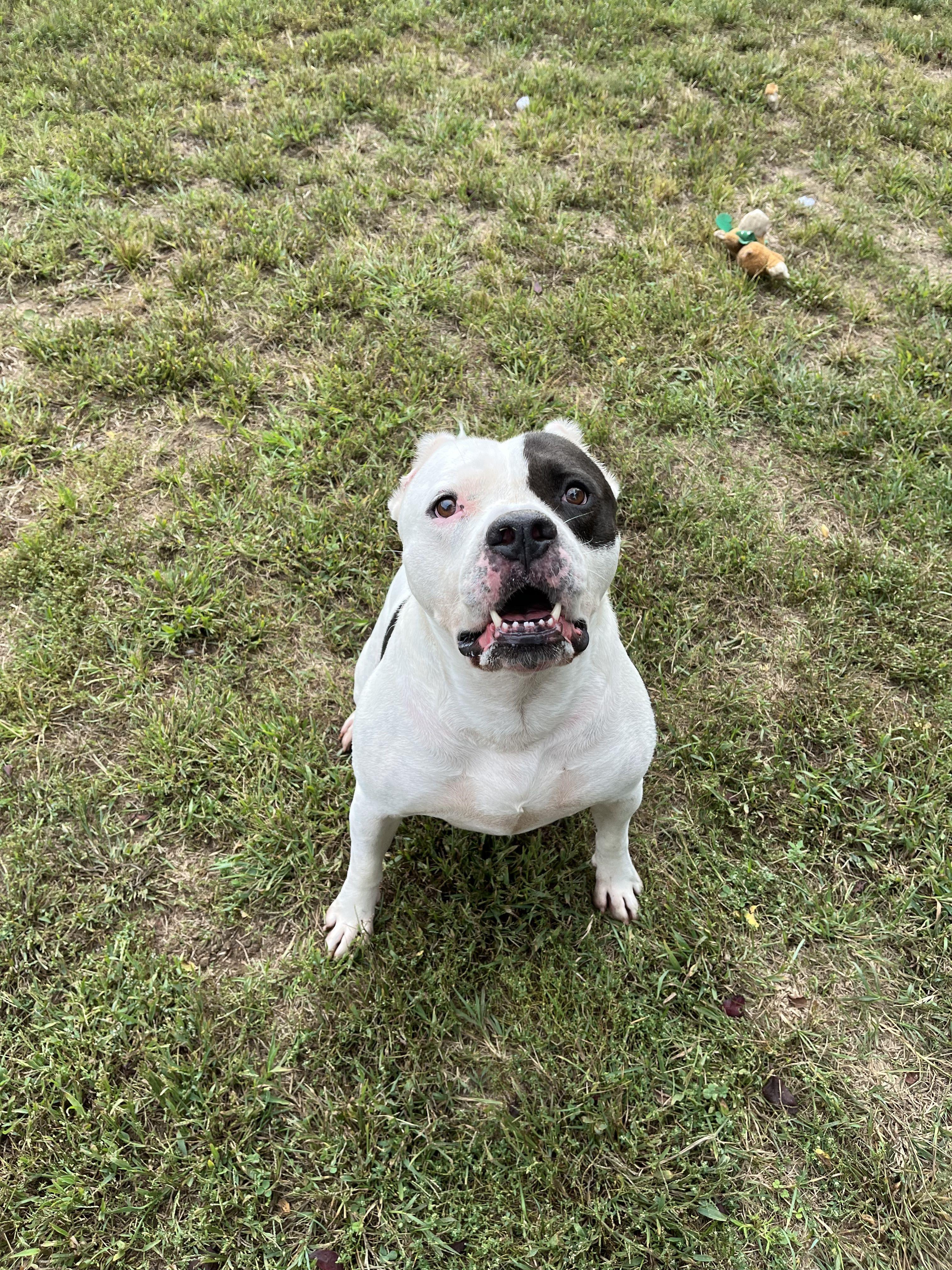 Enlarge Spud, a Adoptable Mixed Breed in Mishawaka, IN image 6/6