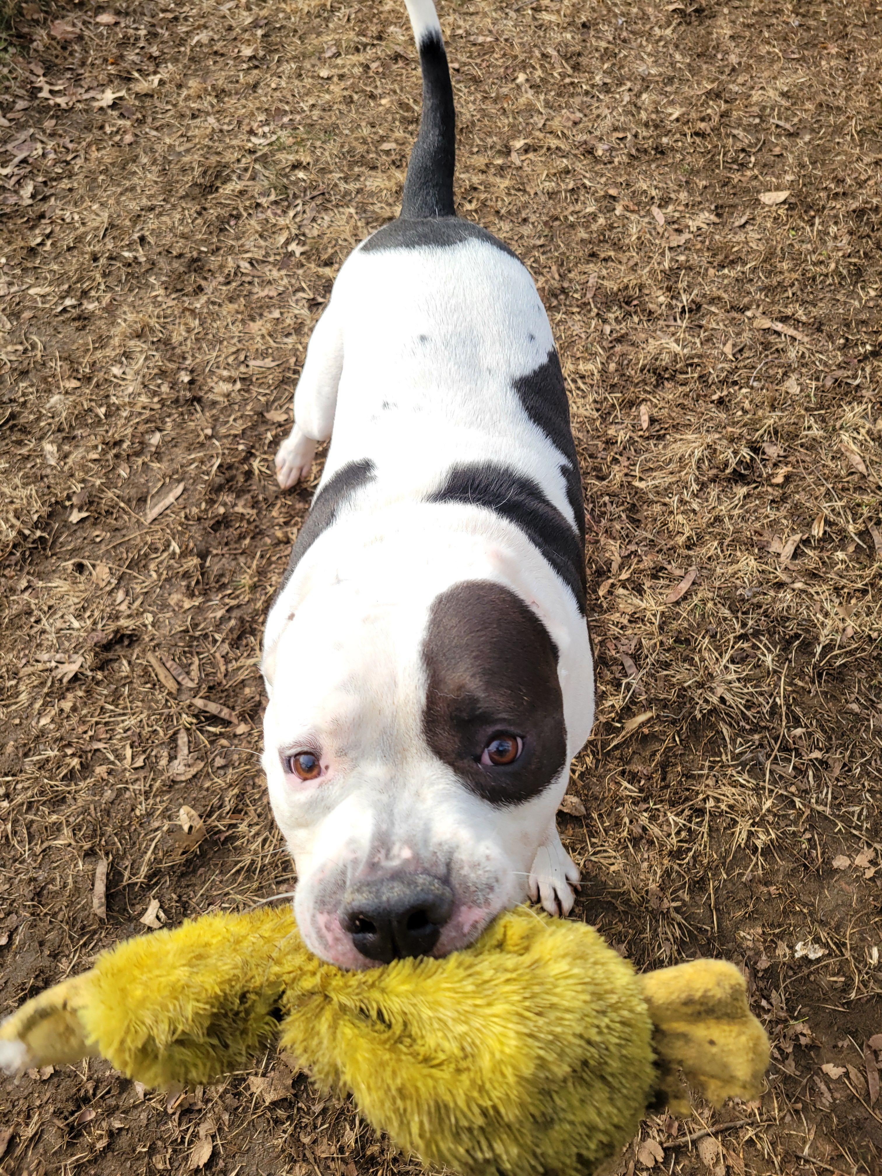 Enlarge Spud, a Adoptable Mixed Breed in Mishawaka, IN image 4/6