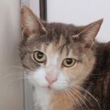 Honey, ADOPTABLE, Adult Female Domestic Short Hair.