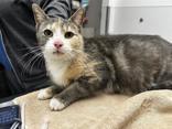 Enlarge Honey, a ADOPTABLE Domestic Short Hair in Hilliard, OH image 2/2