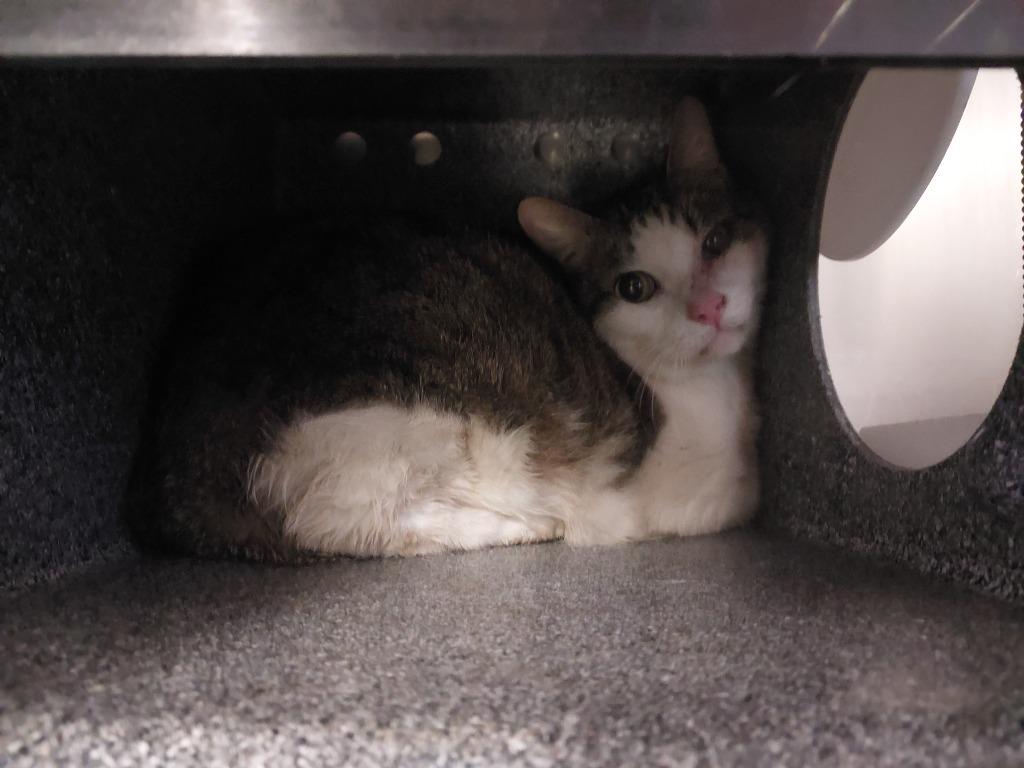 Carl, a Adoptable mixed breed in Mocksville, NC image 1/2