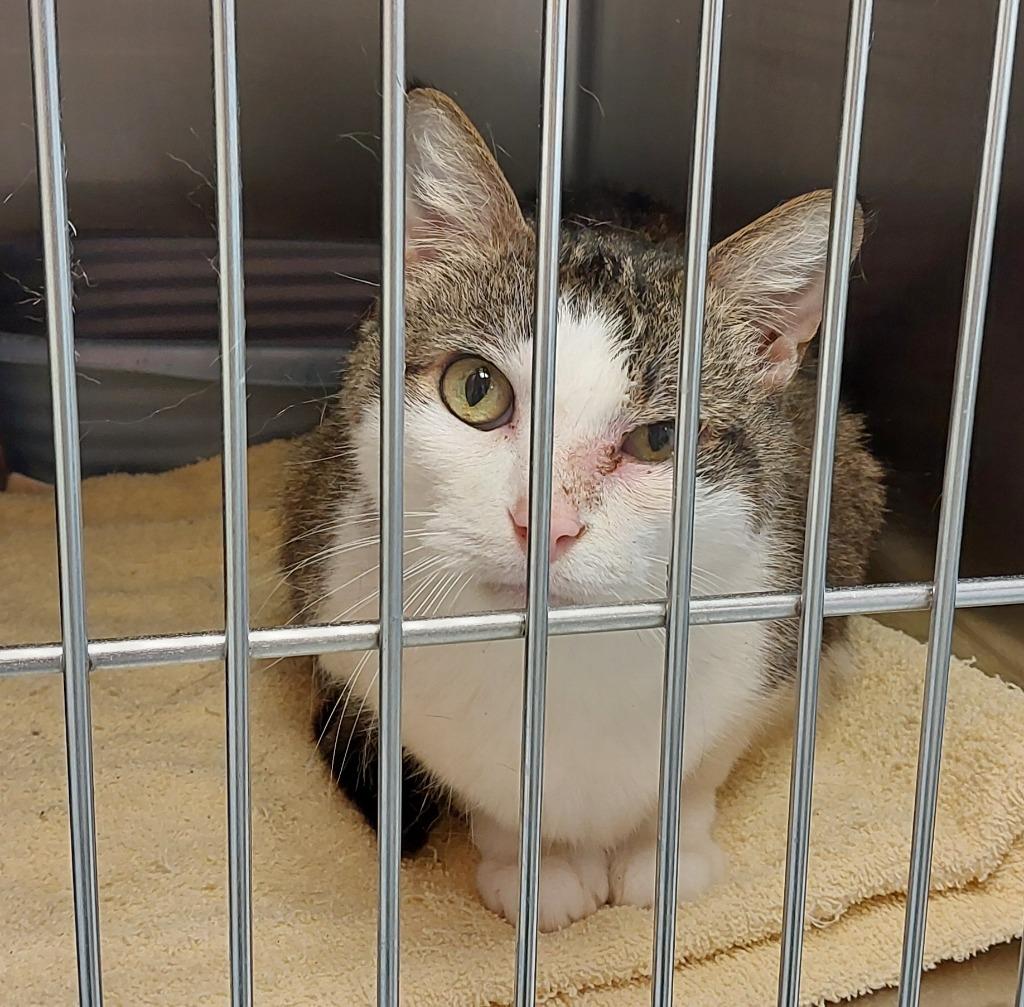 Carl, a Adoptable mixed breed in Mocksville, NC image 2/2