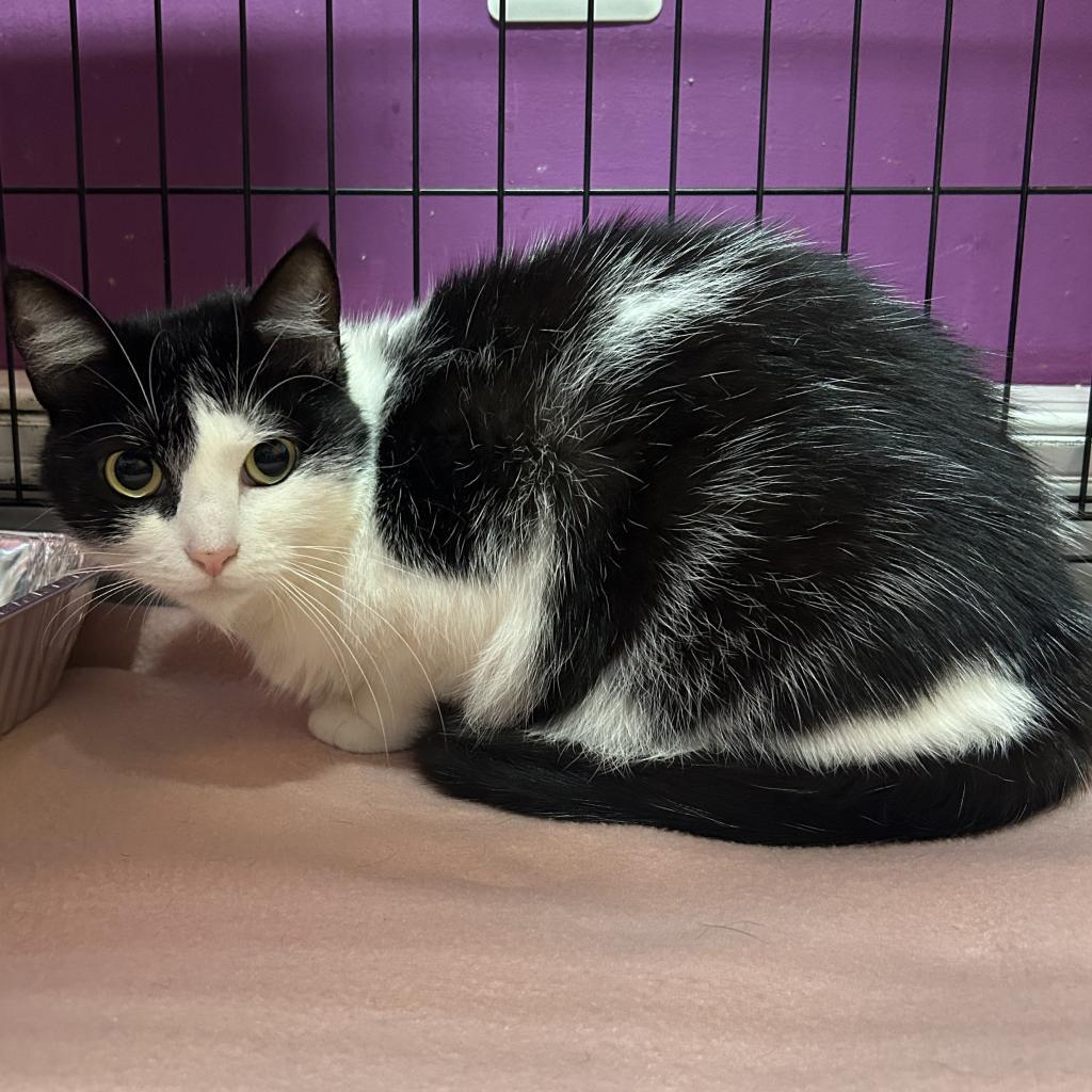 Enlarge Polly Pocket, a Adoptable American Shorthair in Lindenwold, NJ image 1/2