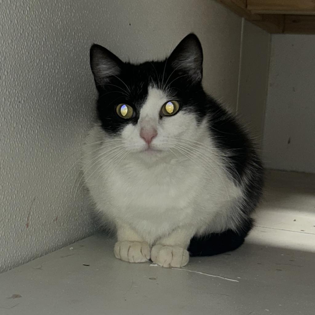 Enlarge Polly Pocket, a Adoptable American Shorthair in Lindenwold, NJ image 2/2