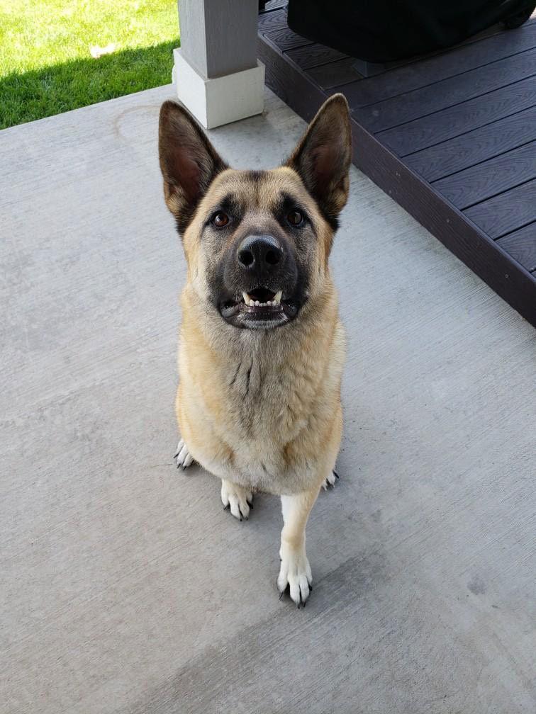 Breck, a Adoptable mixed breed in Fort Collins, CO image 1/3