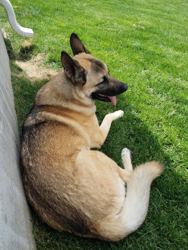 Breck, a Adoptable mixed breed in Fort Collins, CO image 2/3