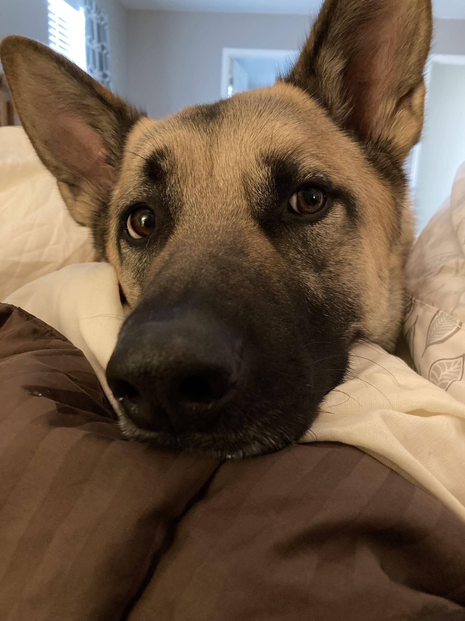 Enlarge Breck, a Adoptable mixed breed in Fort Collins, CO image 2/3