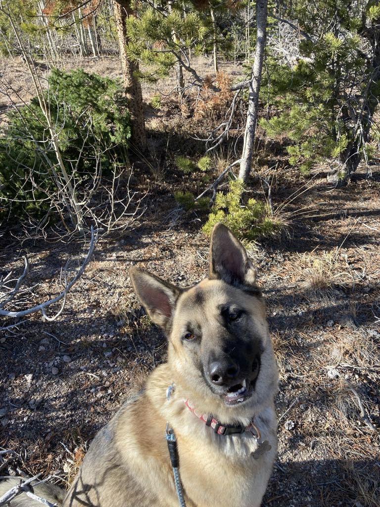 Breck, a Adoptable mixed breed in Fort Collins, CO image 3/3