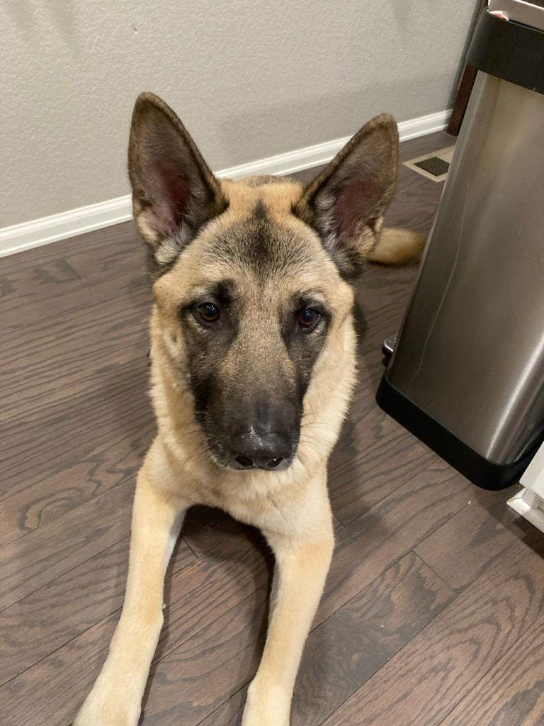 Enlarge Breck, a Adoptable mixed breed in Fort Collins, CO image 3/3