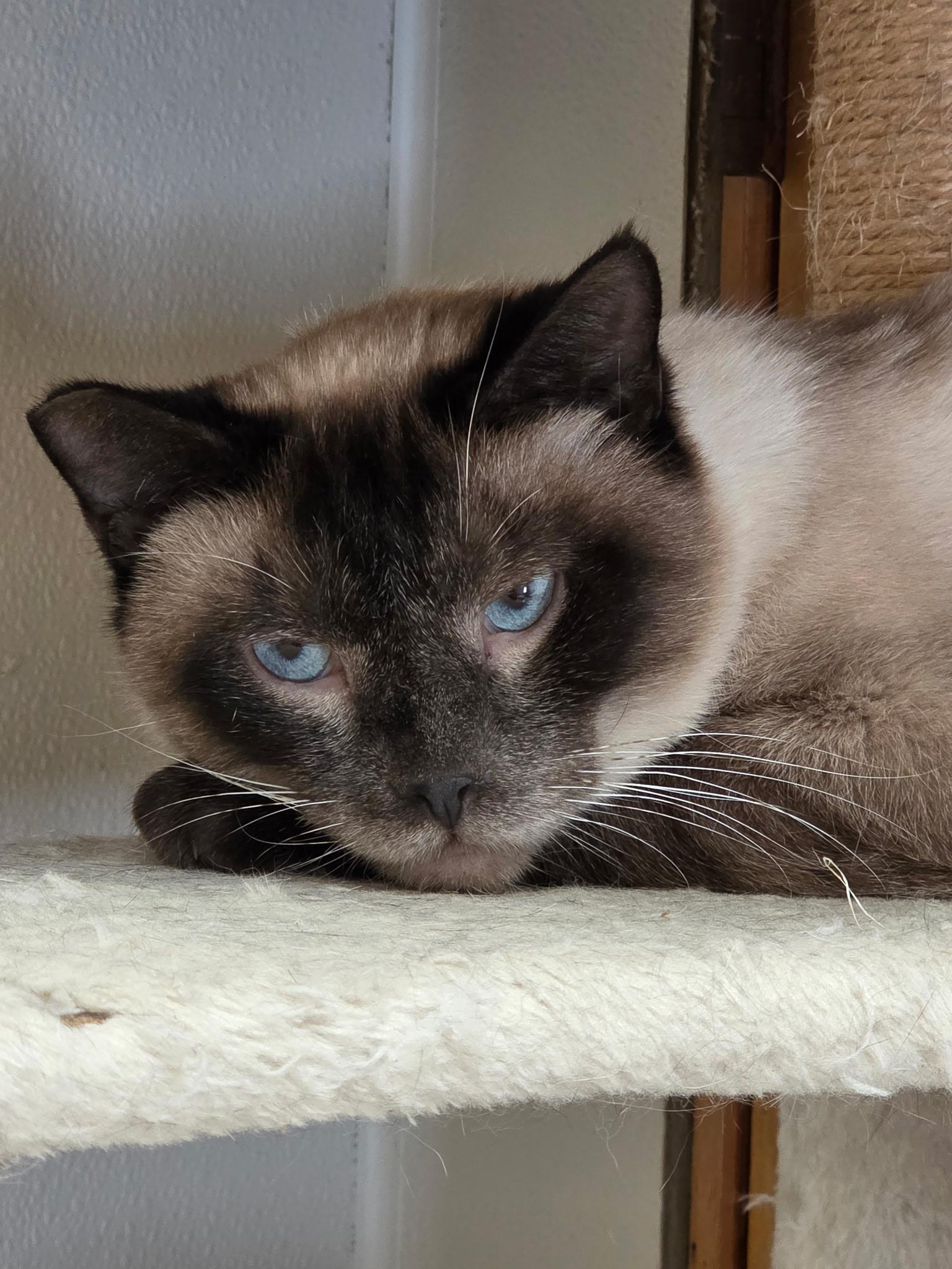 Enlarge Lewis, an adopted mixed breed in Upper Sandusky, OH image 3/3