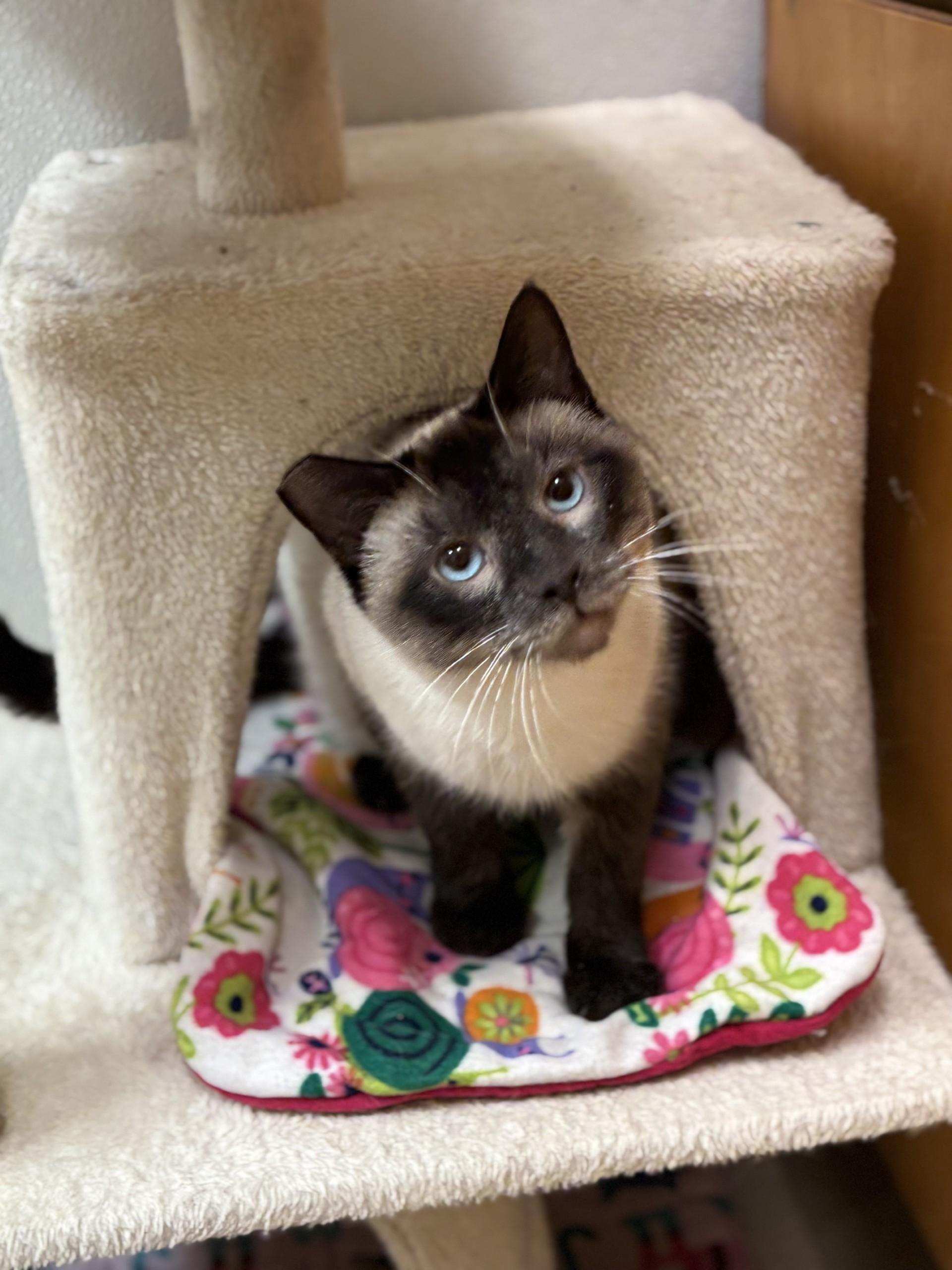 Enlarge Lewis, an adopted mixed breed in Upper Sandusky, OH image 1/3