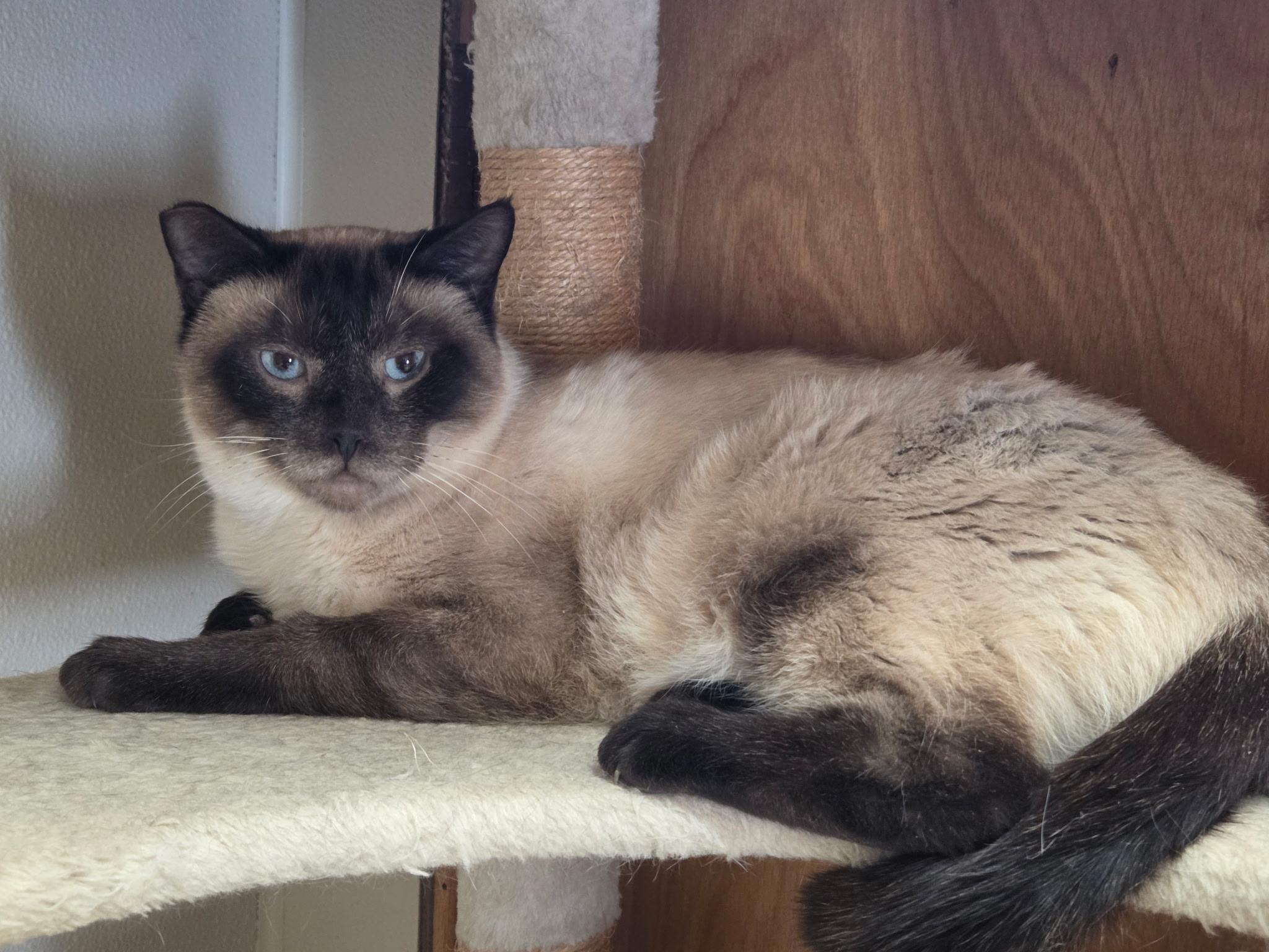 Enlarge Lewis, an adopted mixed breed in Upper Sandusky, OH image 2/3