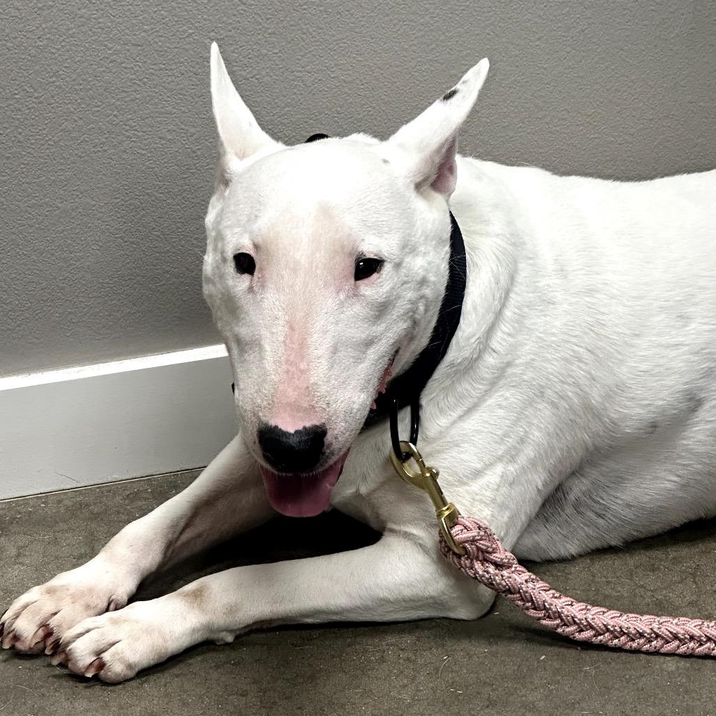 Alice — thumbnail 2