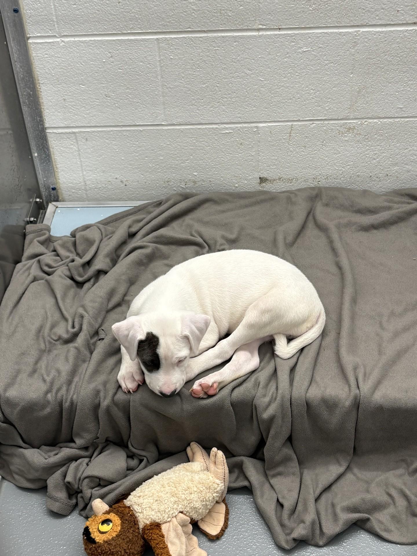 Pete, a ADOPTABLE American Staffordshire Terrier in Ashland, VA image 2/4