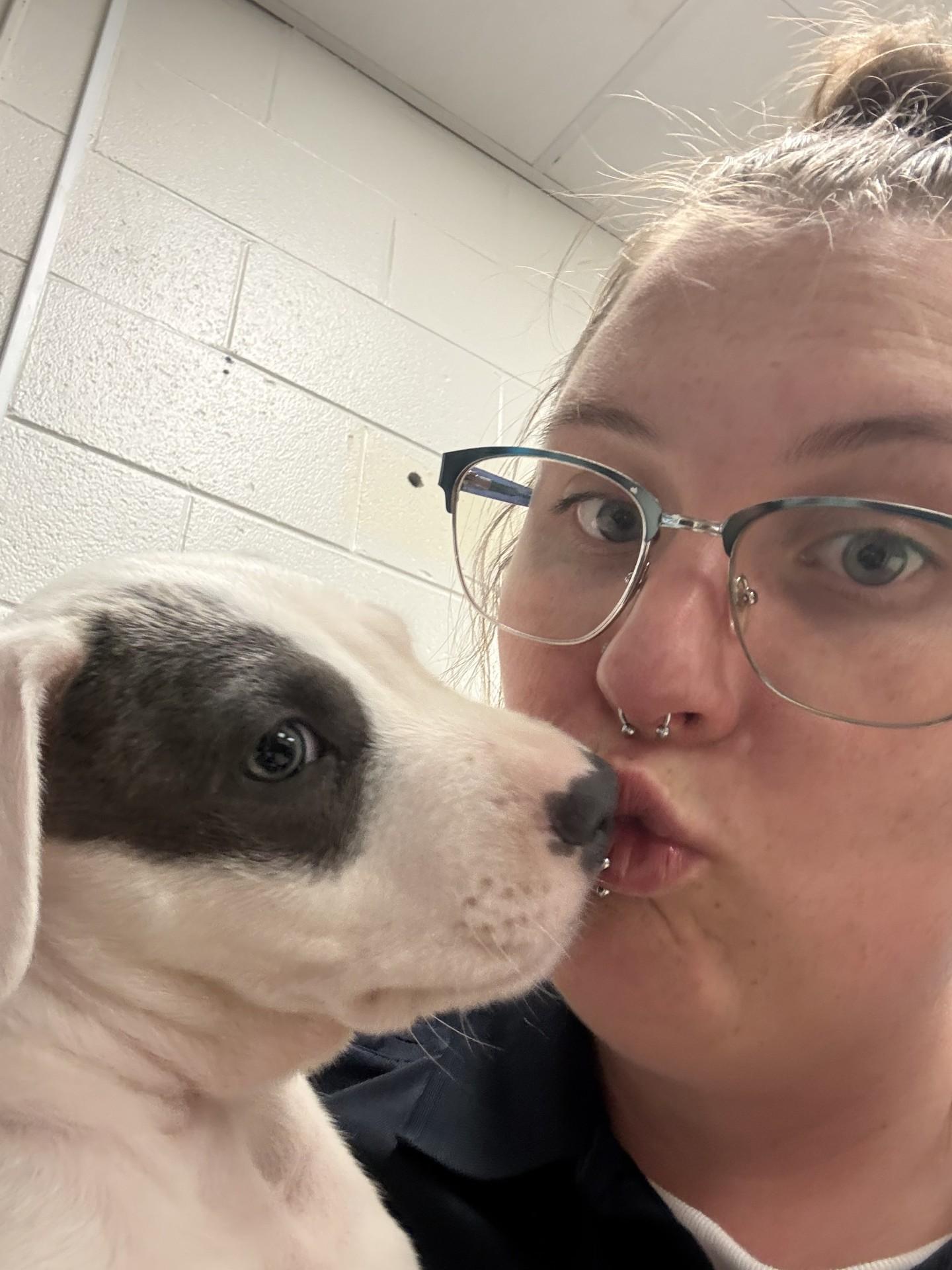 Pete, a ADOPTABLE American Staffordshire Terrier in Ashland, VA image 4/4