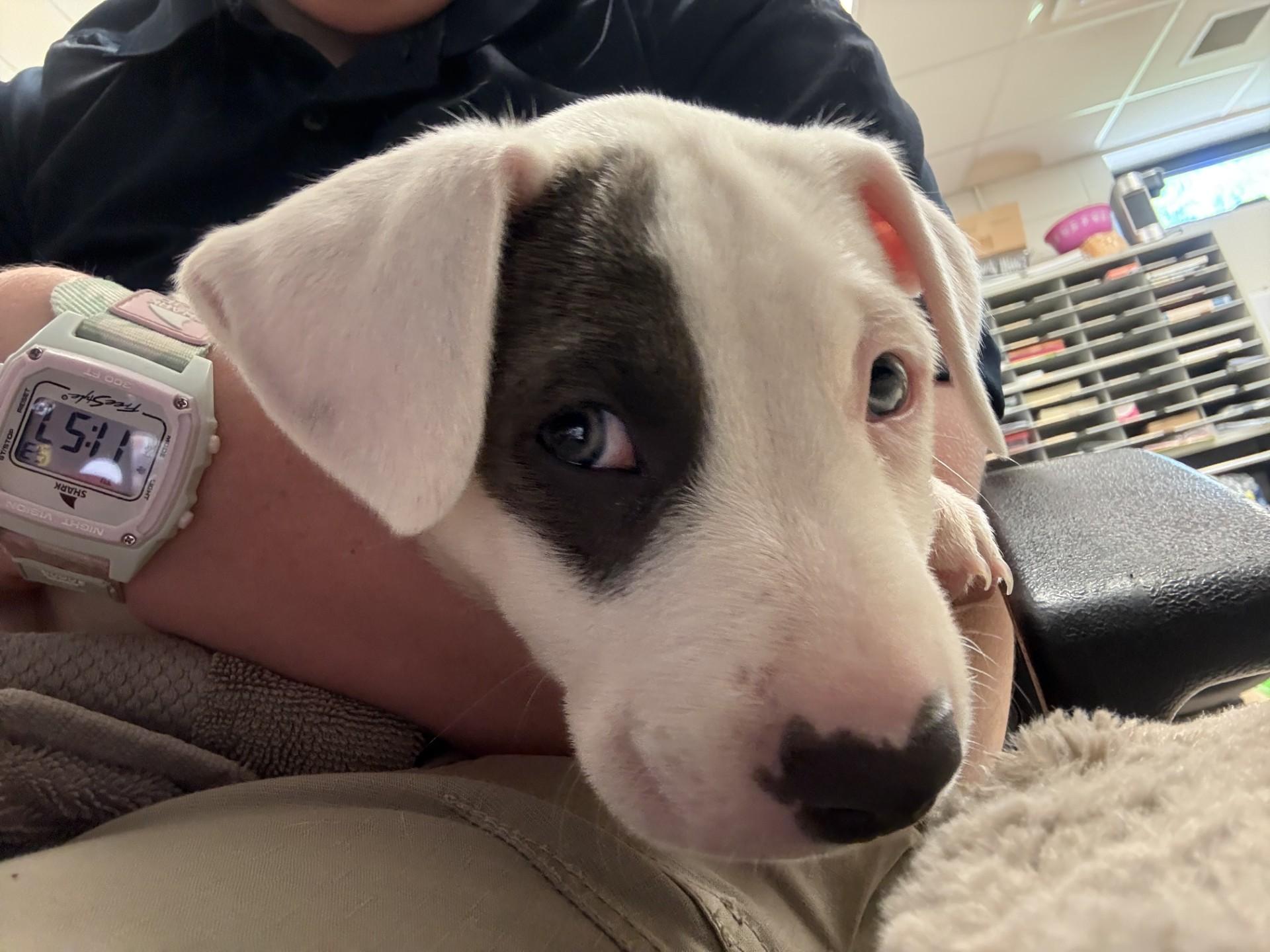 Pete, a ADOPTABLE American Staffordshire Terrier in Ashland, VA image 1/4