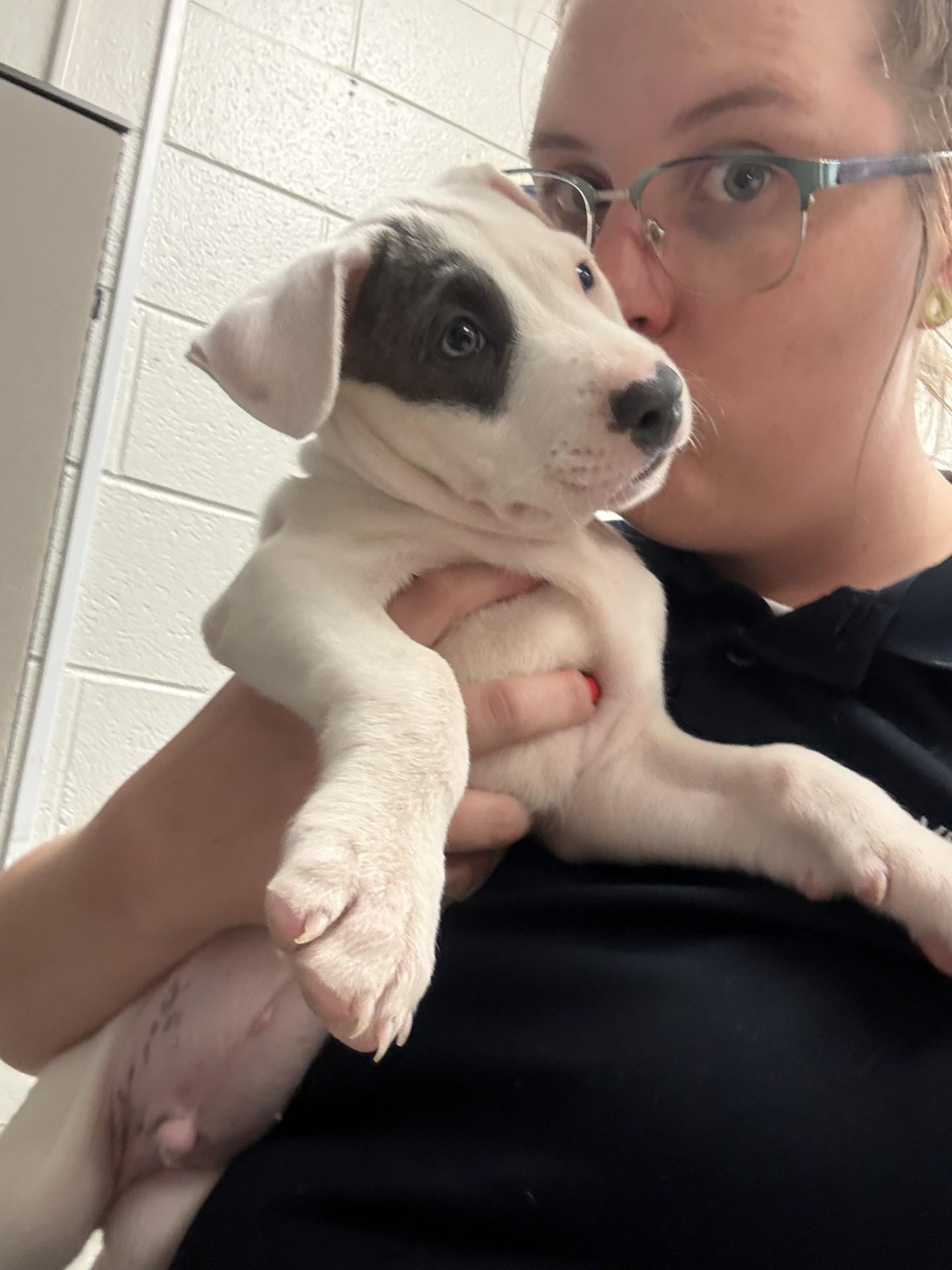 Pete, a ADOPTABLE American Staffordshire Terrier in Ashland, VA image 3/4