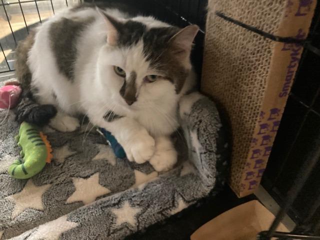 Enlarge Pyewackett, a Adoptable mixed breed in Lancaster, PA image 1/1