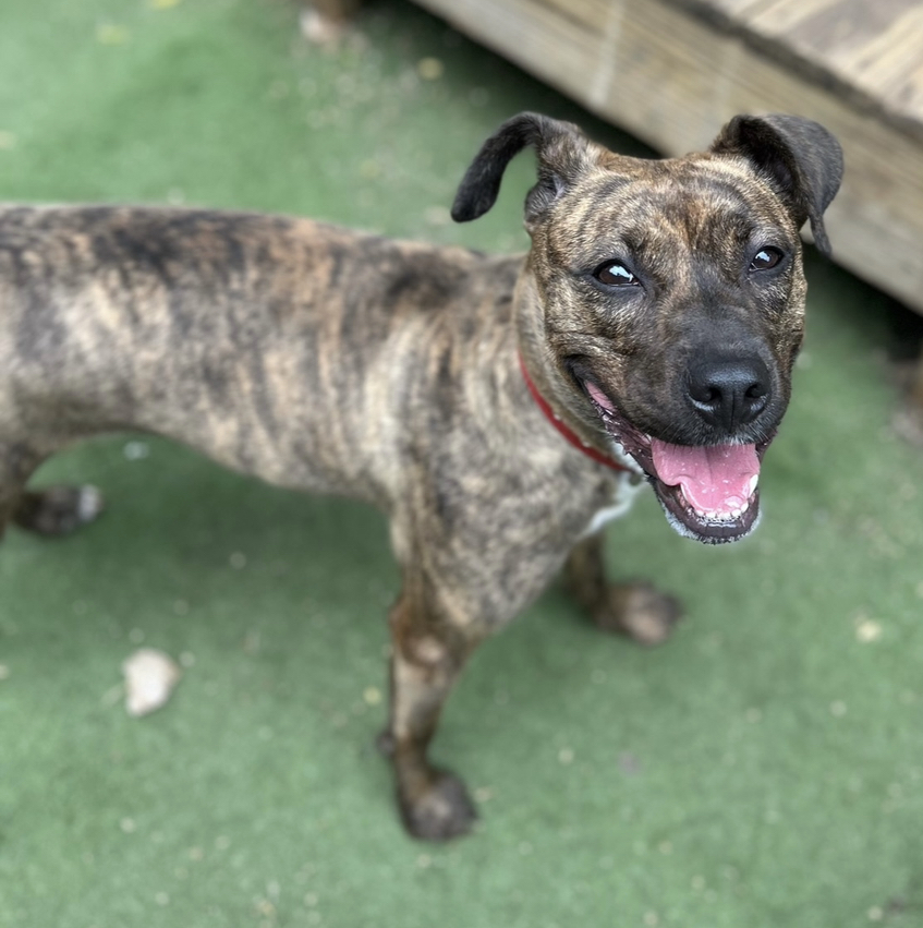 Scarlett, Adoptable, Young Female Mixed Breed.