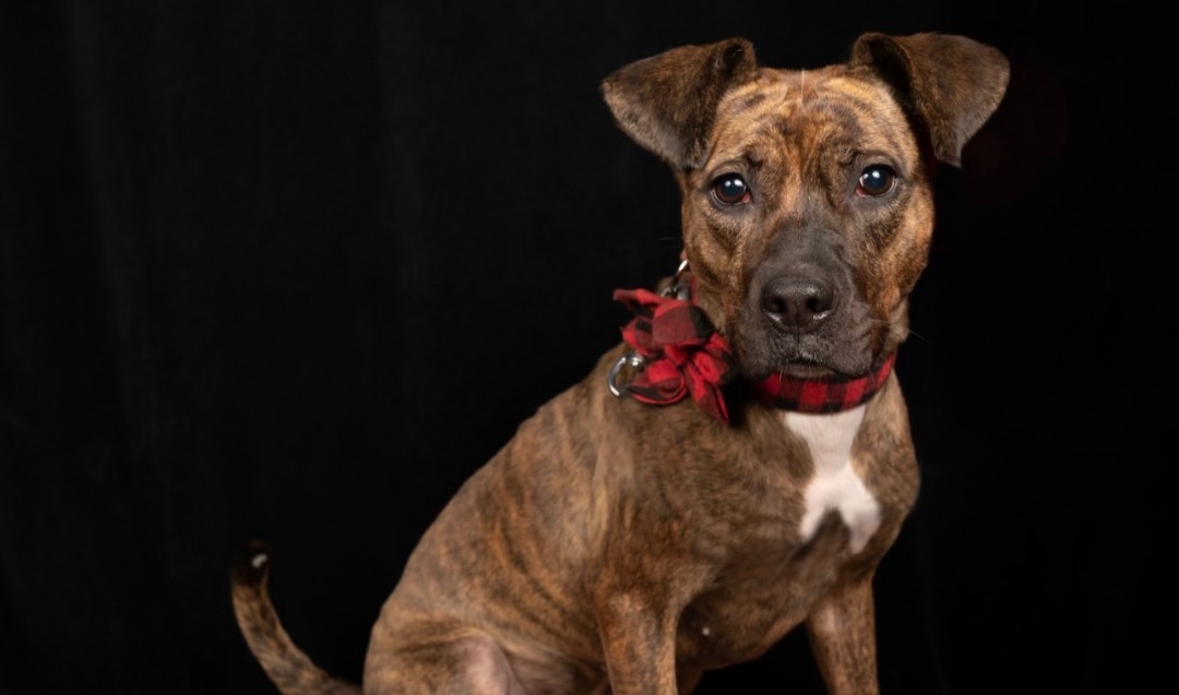 Scarlett thumbnail 2