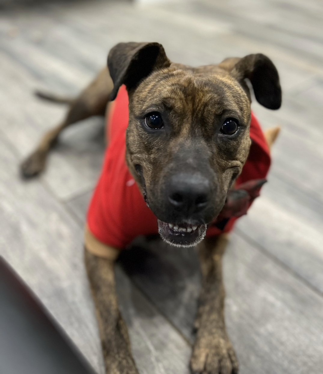 Scarlett, a Adoptable mixed breed in Staten island, NY image 3/6