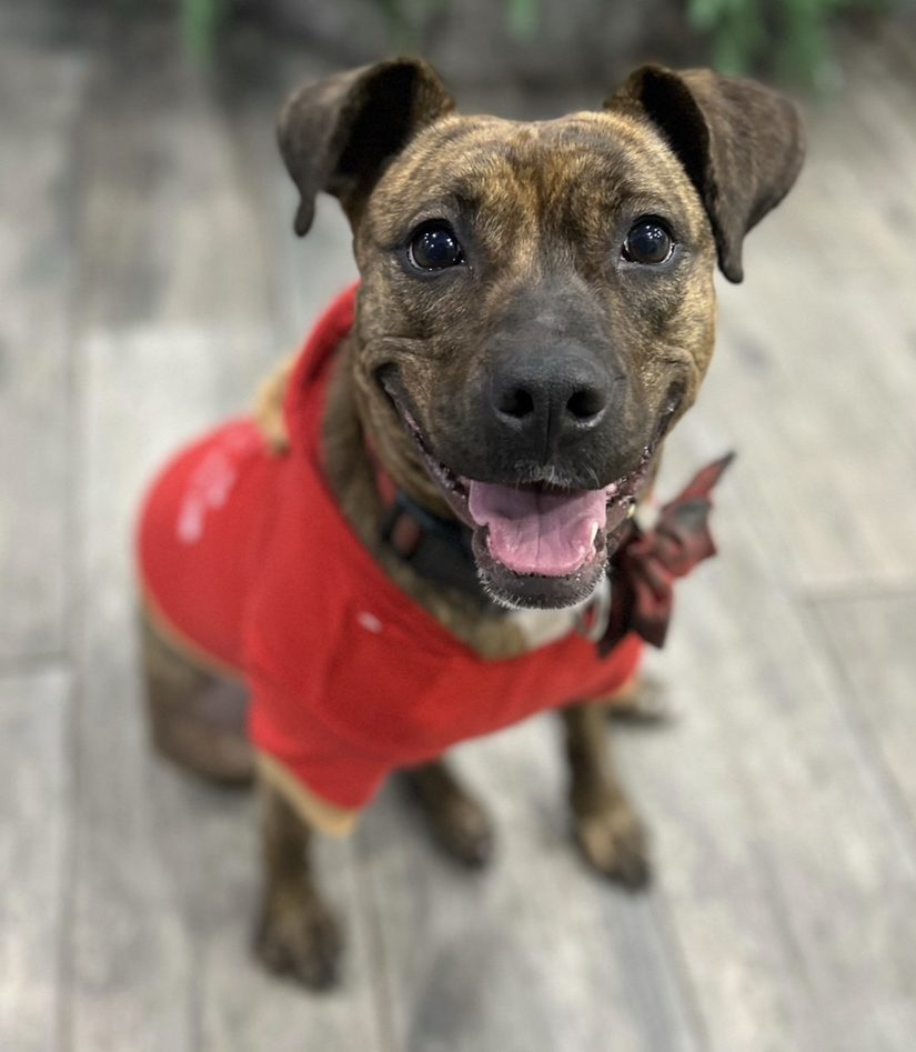 Scarlett, Adoptable, Young Female Mixed Breed.