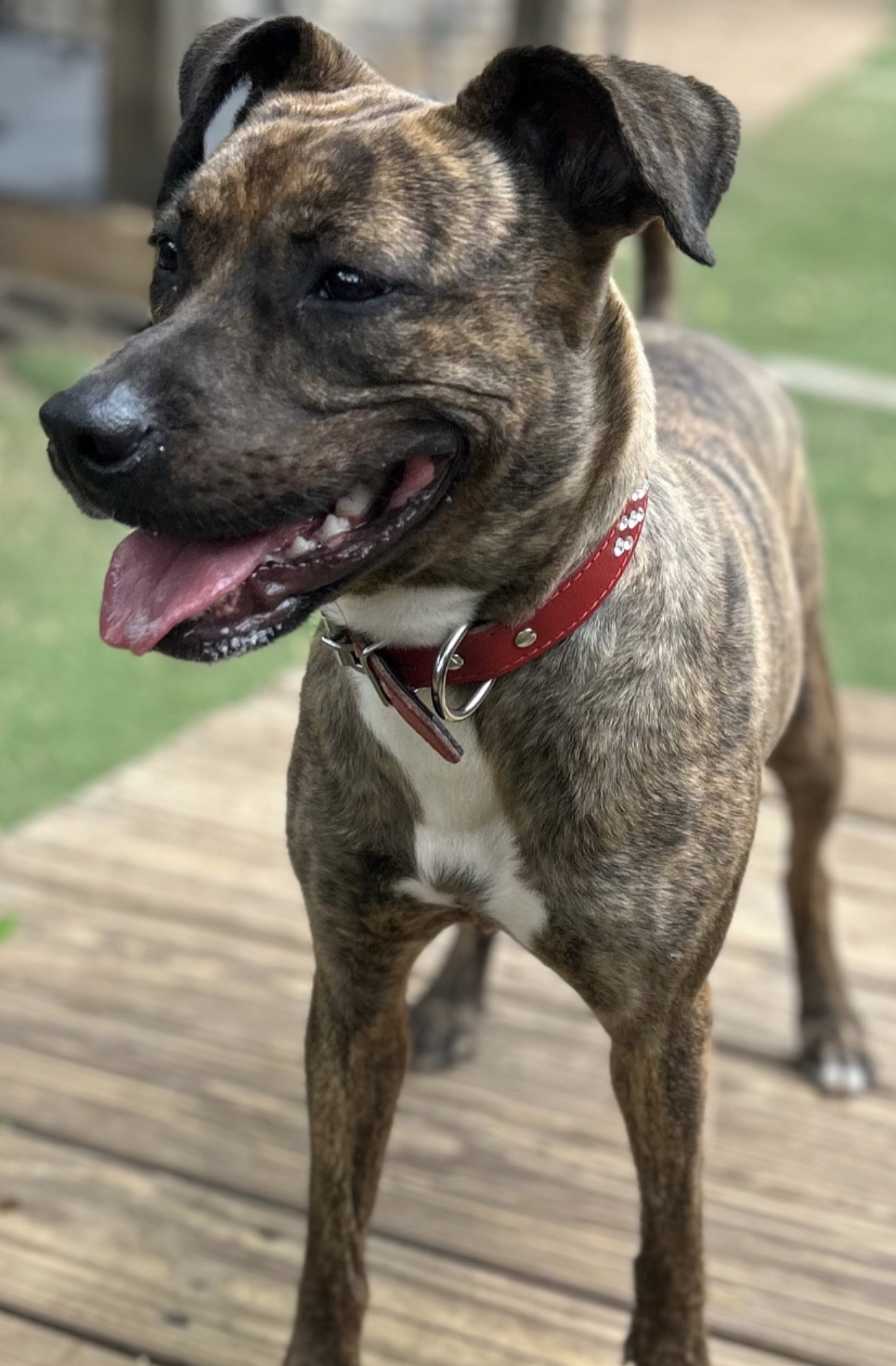 Scarlett, a Adoptable mixed breed in Staten island, NY image 5/6