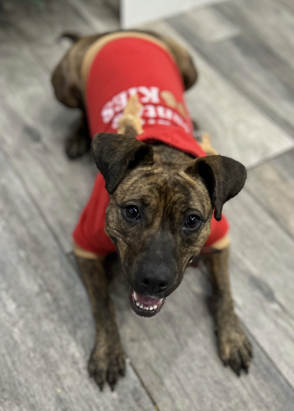 Scarlett, a Adoptable mixed breed in Staten island, NY image 6/6