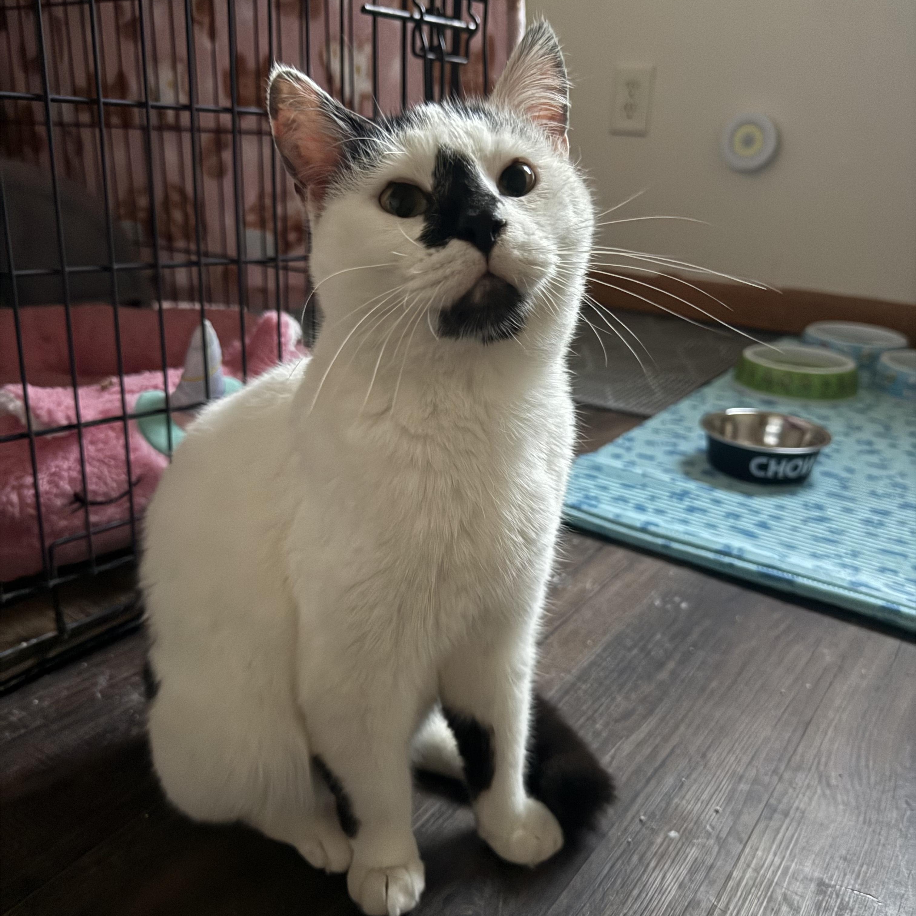 Enlarge Munch, an adopted Domestic Short Hair in Morganton, NC image 1/1