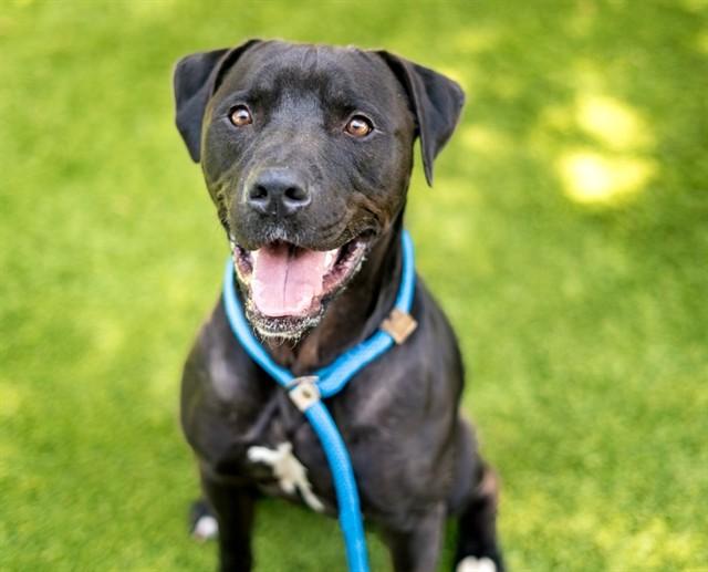 RYAN, Adoptable, Adult Male Pit Bull Terrier.