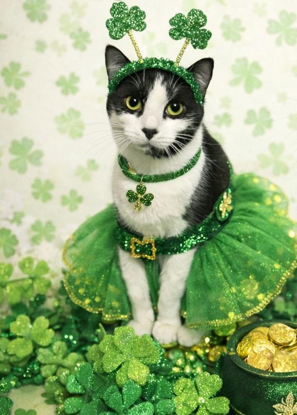 Enlarge Boo, a ADOPTABLE Domestic Short Hair in West Pittston, PA image 5/5