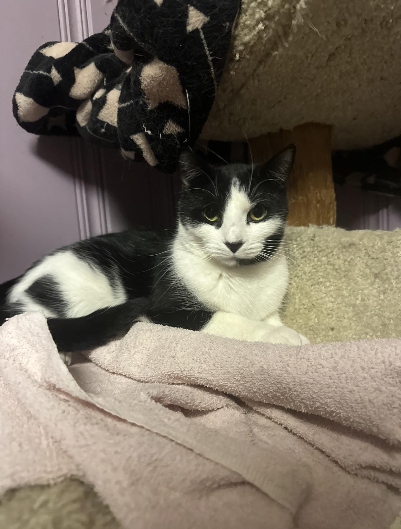 Enlarge Boo, a ADOPTABLE Domestic Short Hair in West Pittston, PA image 1/3