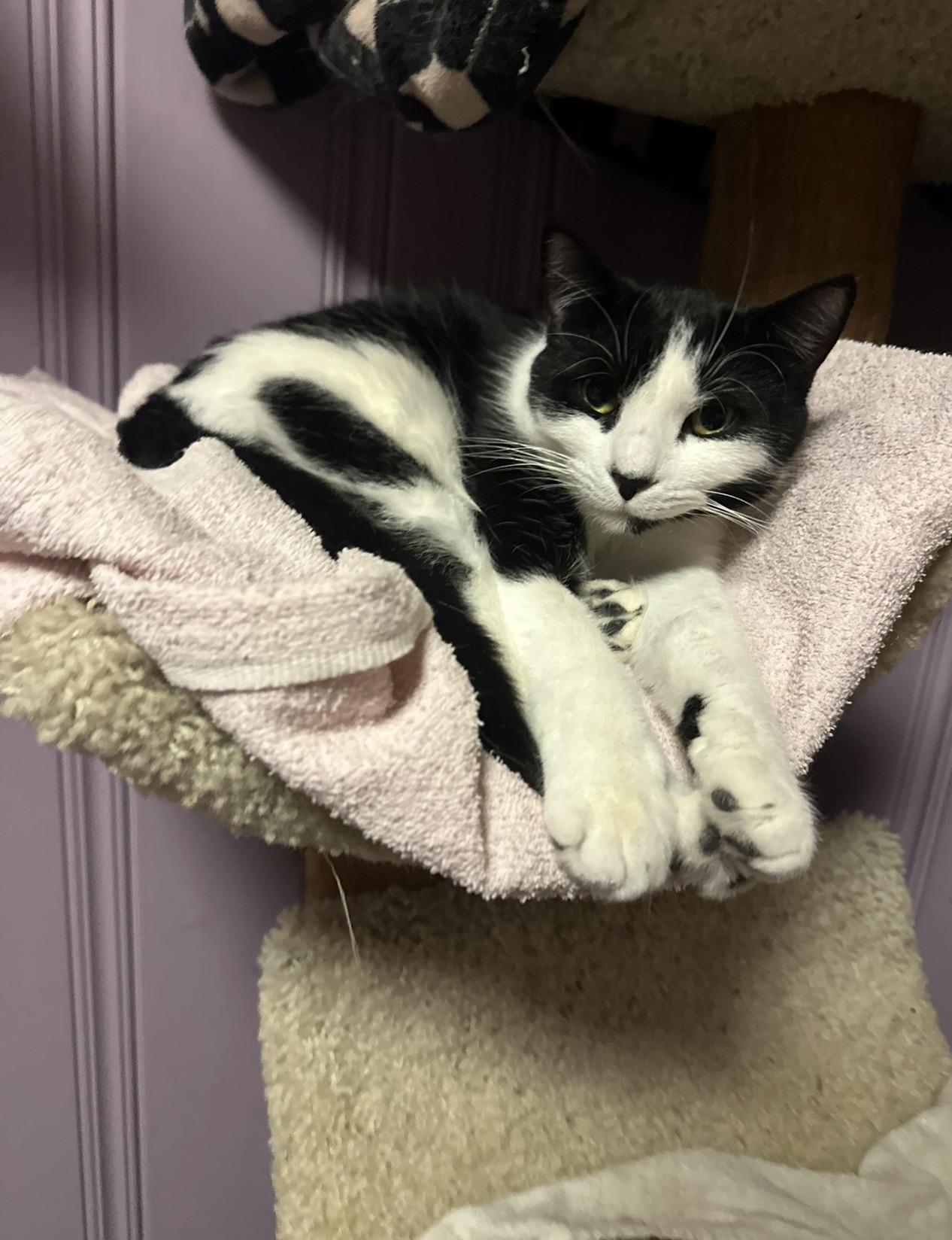 Enlarge Boo, a ADOPTABLE Domestic Short Hair in West Pittston, PA image 2/3