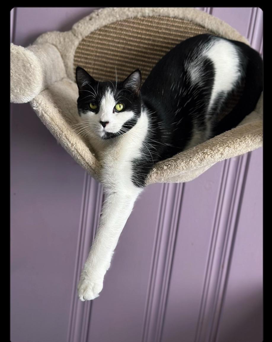 Enlarge Boo, a ADOPTABLE Domestic Short Hair in West Pittston, PA image 3/3