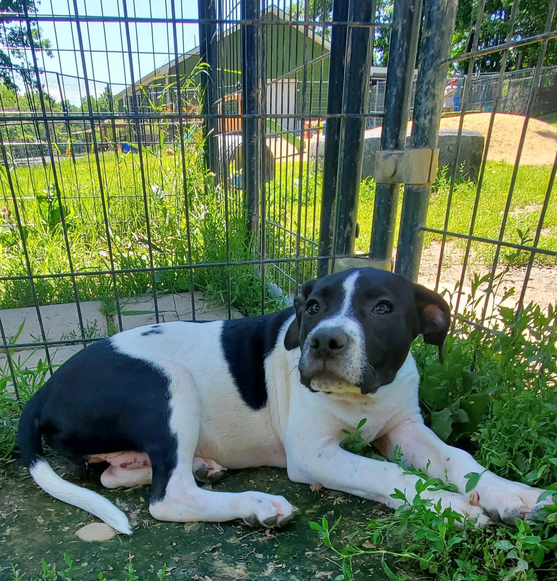 Enlarge Avocado, a Adoptable Mixed Breed in Argyle, NY image 2/6